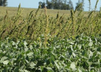 Com avanço da safra de soja 2024/25, agricultor deve ficar atento no controle das plantas daninhas que podem trazer queda na produtividade de até 80%