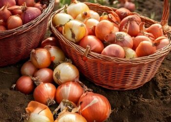 Expansão da produção de cebolas no Brasil destaca a importância de cultivares híbridas adaptadas