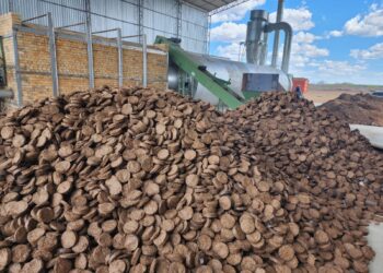 Sorgo-biomassa é alternativa sustentável para a geração de energia no Brasil