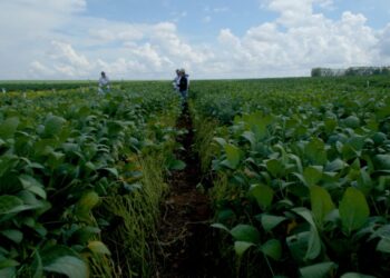Soja: regulamentação dos bioinsumos e a produção sustentável