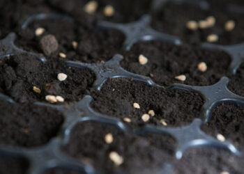 Preços de sementes e vacinas caem, enquanto rações e fertilizantes ficam mais caros