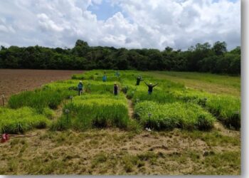Silagem de capins tropicais: Uma alternativa estratégica para a pecuária na Amazônia