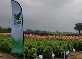 Haifa Group: pioneirismo e desenvolvimento de soluções inovadoras