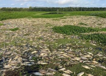 Usina São José tem licença suspensa após desastre ambiental no Rio Piracicaba