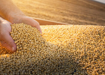 Projeção para a produção de grãos em São Paulo é de aumento de quase 20% em relação a 2023/2024