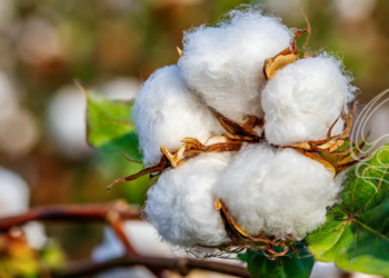 Mercado interno do algodão mantém alta e amplia vantagem sobre exportações