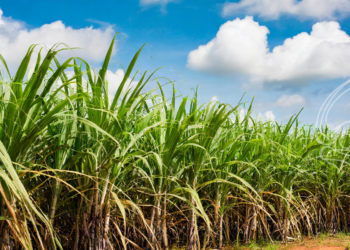 Usina Jacarezinho investe em aumento de moagem de cana