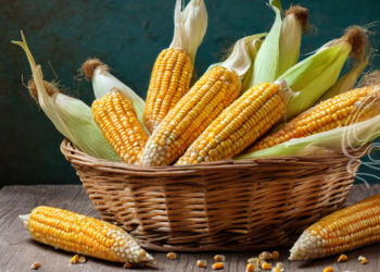 1ª safra de milho pode ter resultado histórico no Paraná; 2ª safra tem chance de recorde