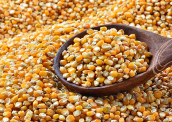 Milho/Cepea: Na parcial de fevereiro, alta do Indicador supera os 10%