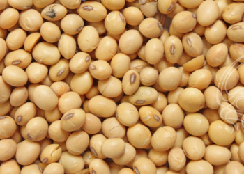 Preço da soja aumenta no Brasil mesmo com desvalorização no exterior