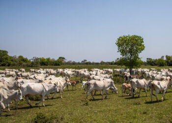 Pecuária paulista na expectativa pelo fundo indenizatório da aftosa