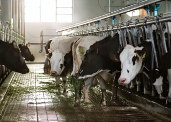 Guia mostra a importância do melhoramento genético para gado leiteiro