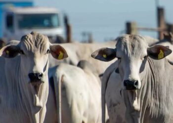 Boi gordo cai para R$ 311,45 em São Paulo; Frango e Suíno também registram queda