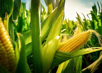 Milho cai na B3 e em Chicago