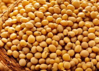 Como fechou o dia da soja?