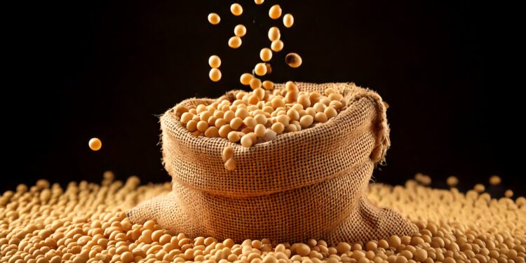 Soja/Cepea: Colheita segue a todo vapor; estimativa de safra recorde se fortalece