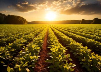 Confira como a soja encerrou o dia