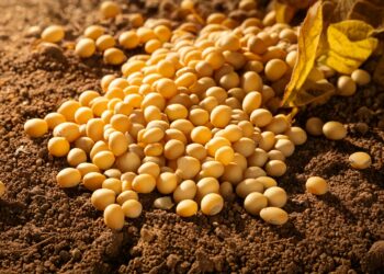 Confira como está a soja nos principais estados