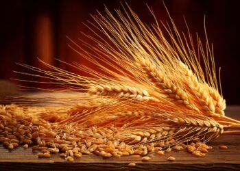 Trigo/Cepea: Preços sobem por mais uma semana; importações seguem firmes