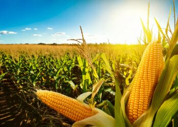 Os preços do milho subiram em alguns estados