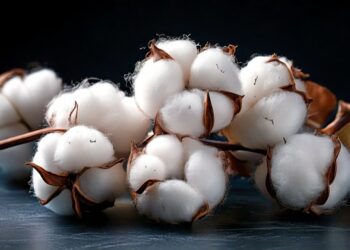 Produção de algodão no Brasil deve crescer 5,8%