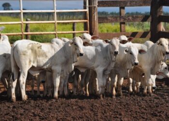 Boi/Cepea: Preços da arroba atravessam o mês praticamente estáveis