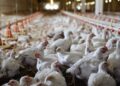 Além da gripe aviária, outras doenças preocupam o setor
