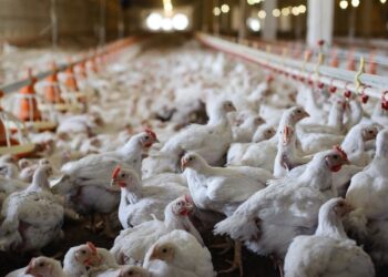 Além da gripe aviária, outras doenças preocupam o setor