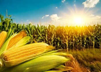 Milho mais um dia em queda na B3