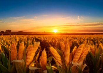 Milho/Cepea: Cotações seguem firmes no Brasil