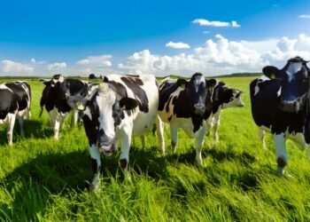 Brasil registra recorde no abate de bovinos, frangos e suínos