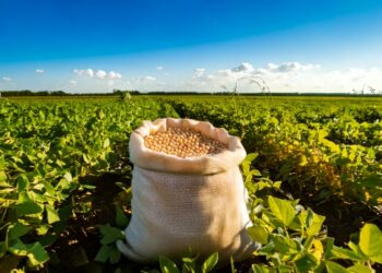 Soja/Cepea: Negócios avançam no spot nacional