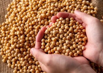 SC: safra de soja cresce 12,2%, mas clima preocupa