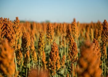 Sorgo tem potencial para ser mais que um “plano B” na estratégia dos produtores