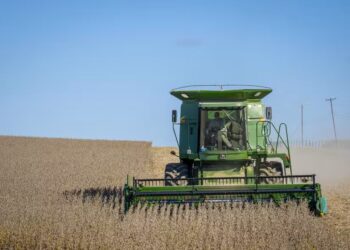 Preço da soja tem leve queda no mercado interno