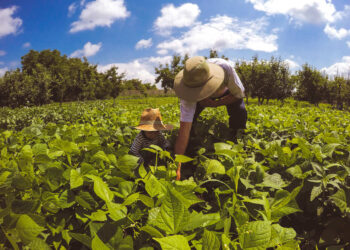 Agricultores familiares já podem consultar produtos com direito a bônus do PGPAF em abril