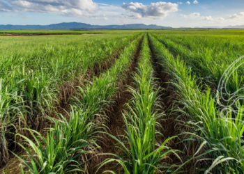 Avança em PL que isenta pagamento de royalties para produtores de cana com até 150 t