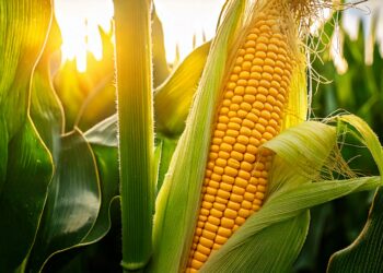 Confira como estão os preços do milho