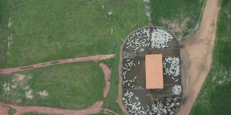 Operação retira gado criado de forma ilegal em território indígena