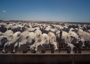 Preço do boi gordo encerra março com estabilidade em SP