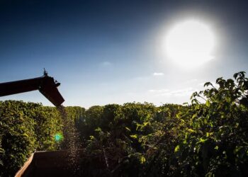 Preço do café volta a subir em Nova York com receio sobre oferta no Brasil