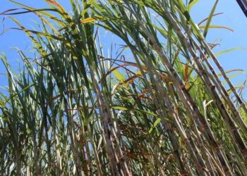 Avança em PL que isenta pagamento de royalties para produtores de cana com até 150 t