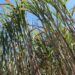 Avança em PL que isenta pagamento de royalties para produtores de cana com até 150 t
