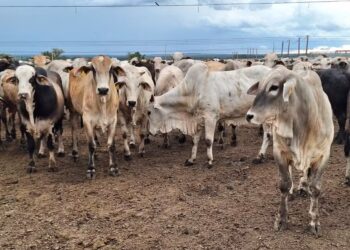 Preço do boi gordo fica estável em São Paulo, cotado a R$ 317 a arroba