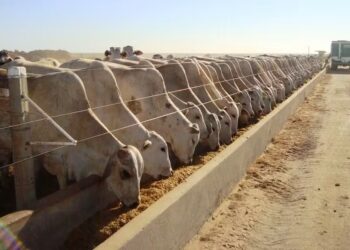 Custo de confinamento aumentou em março no Centro-Oeste e no Sudeste