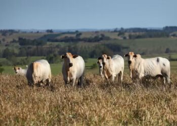 Preço do boi gordo fica estável na volta do feriado