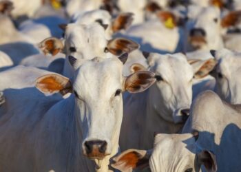 Boi/Cepea: Oferta limitada e demanda firme sustentam preços