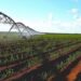 Quase 70% das unidades produtoras brasileiras ainda não utilizam irrigação