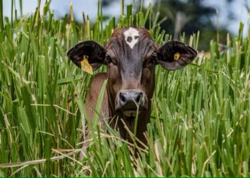 Demanda fraca no feriado pressiona arroba do boi gordo em São Paulo