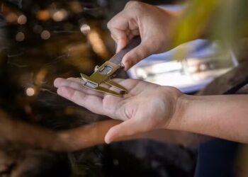 Usinas usam transgênicos contra praga asiática